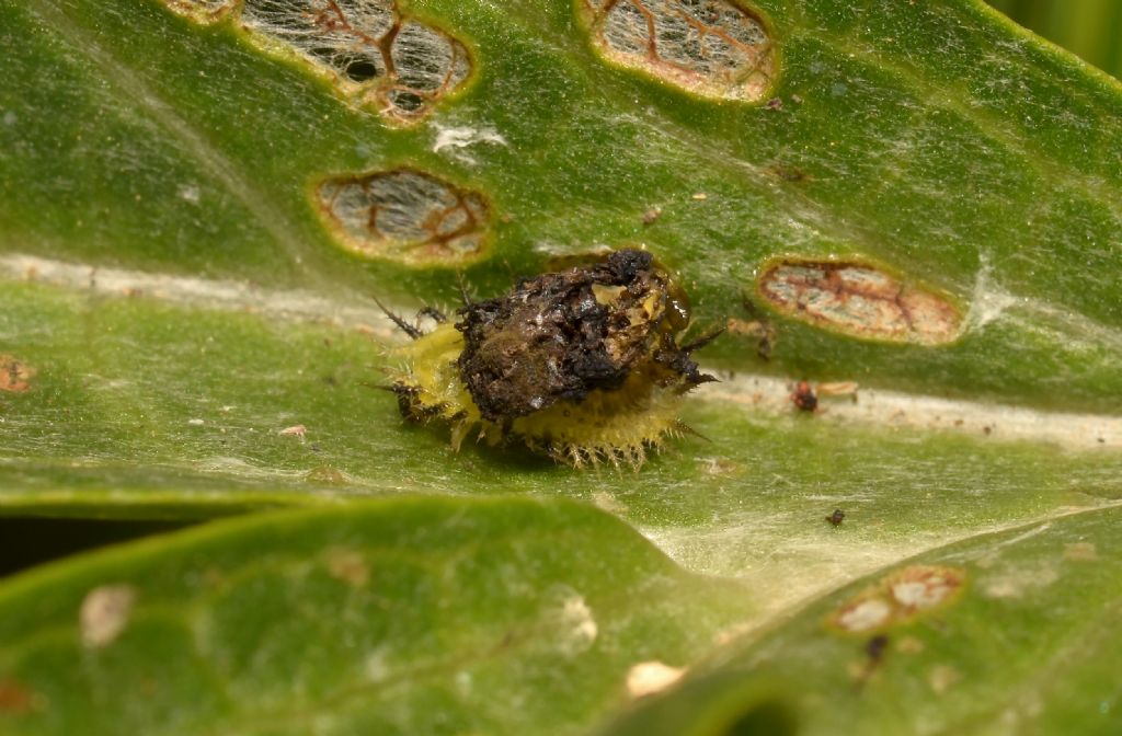 Cassida rubiginosa - larva?